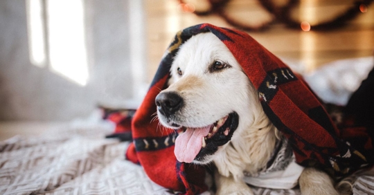 Dog wrapped in red blanket